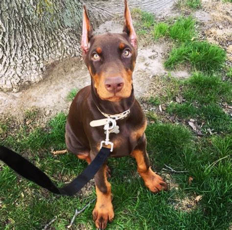 My Account. . Doberman puppies for sale 600